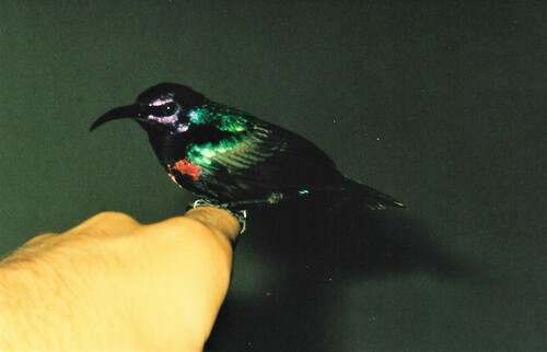Splendid Sunbird