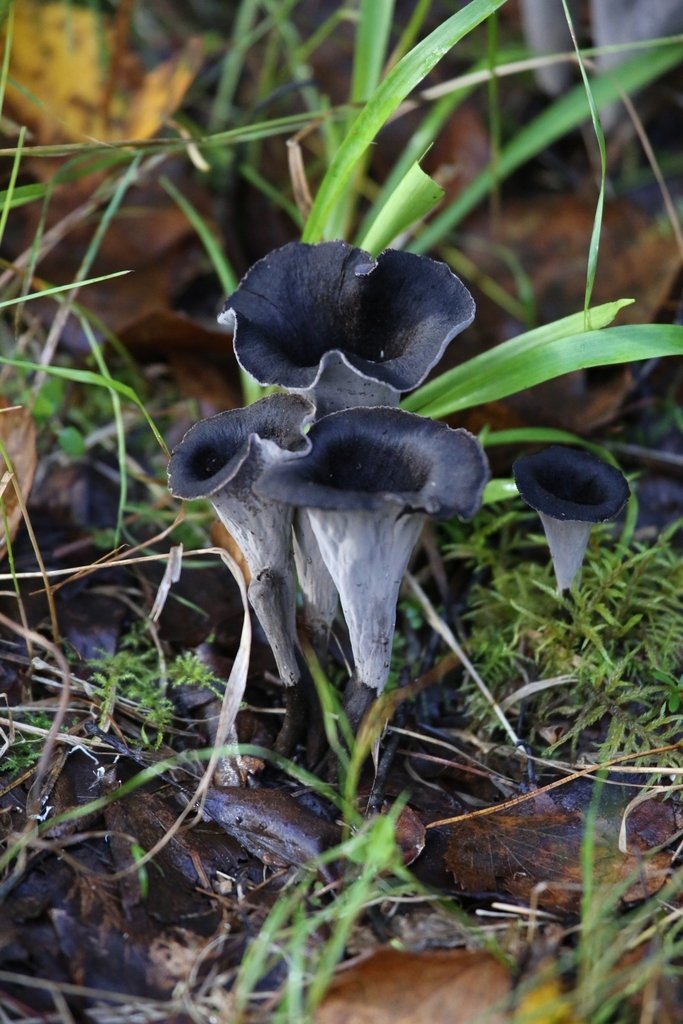 Craterellus cornucopioides · September 2024 · photo: © fedotova_elena (iNaturalist, cc-by)