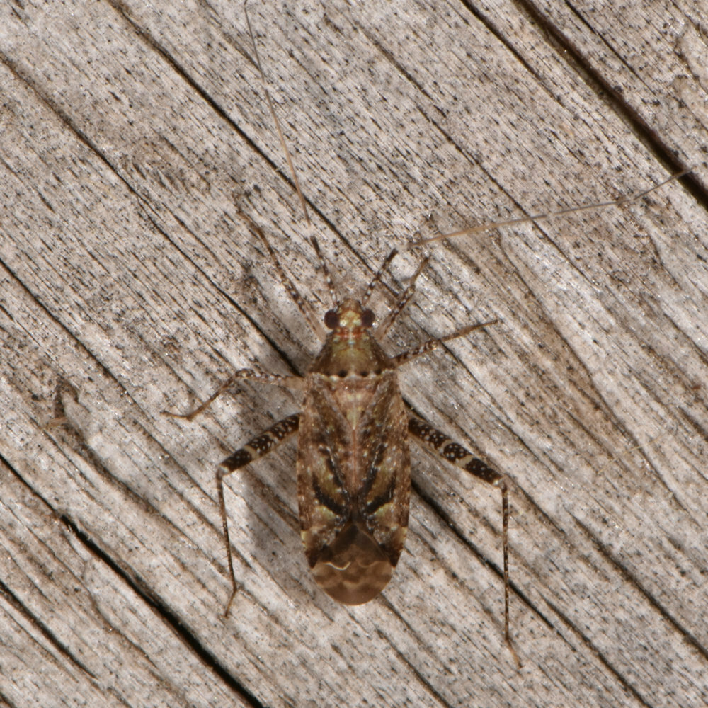 Phytocoris canadensis