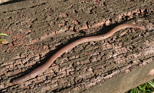 South American Worm Lizard, Amphisbaena angustifrons