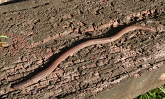 Amphisbaena angustifrons