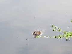 Alligator mississippiensis