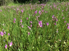 Primula tetrandra