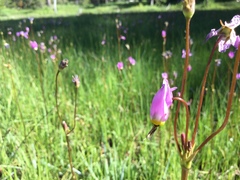 Primula tetrandra