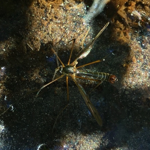 iNaturalist observation photo of Ptychoptera