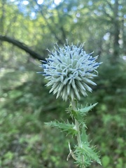 Echinops ossicus, photograph (c) Илья Руденко, some rights reserved (CC BY)