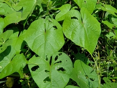 Ipomoea alba