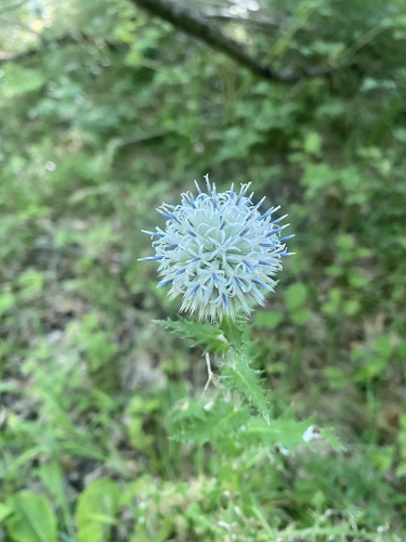 Echinops ossicus