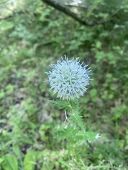 Echinops ossicus