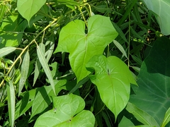 Ipomoea alba