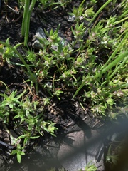 Polygonum polygaloides