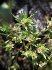 Polygonum polygaloides