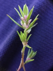 Polygonum polygaloides