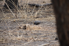 Pelusios bechuanicus