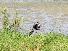 Anhinga anhinga