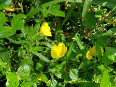 Ludwigia grandiflora