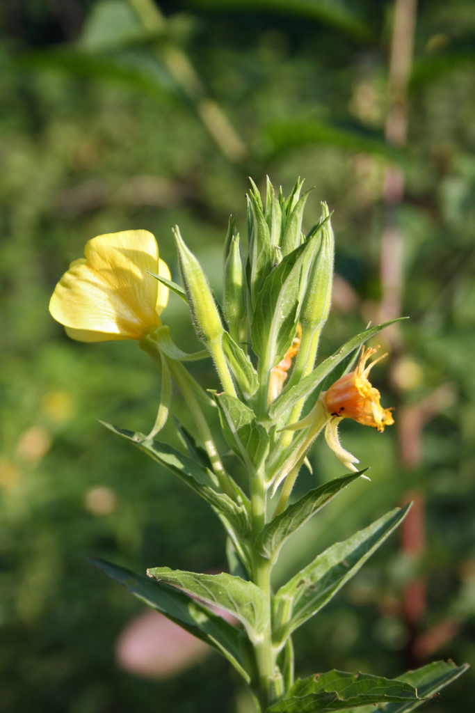 Oenothera latipetala