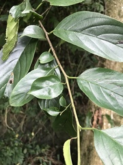 Rhamnus formosana