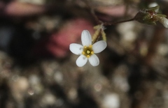 Leptosiphon pygmaeus
