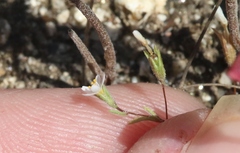 Leptosiphon pygmaeus