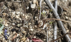 Leptosiphon pygmaeus