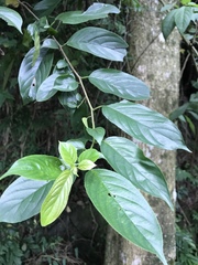 Rhamnus formosana