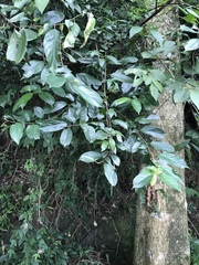 Rhamnus formosana