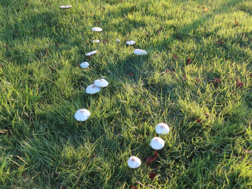 Chlorophyllum molybdites · September 2024 · photo: © mami_t_t (iNaturalist, cc-by)