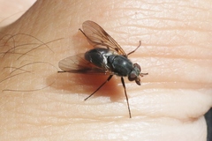 Symphoromyia