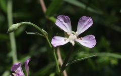 Clarkia delicata