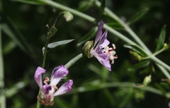 Clarkia delicata