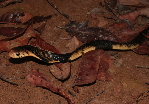 Forest Cobra