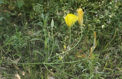 Calochortus concolor