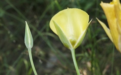 Calochortus concolor