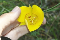 Calochortus concolor
