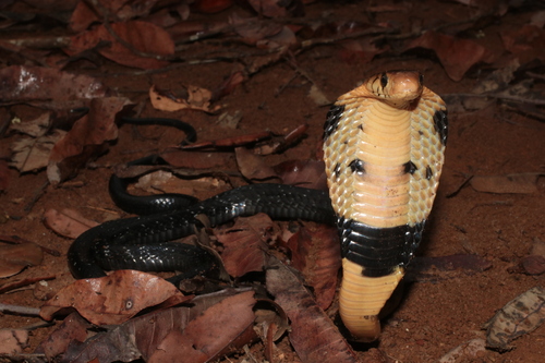 Forest Cobra