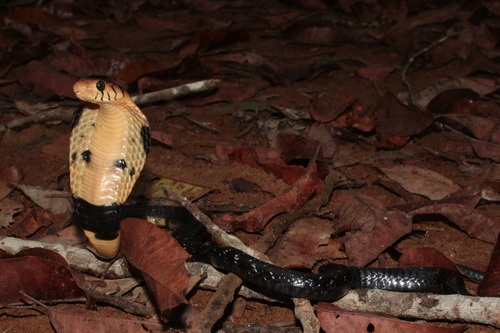 Forest Cobra