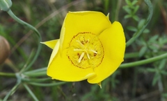 Calochortus concolor