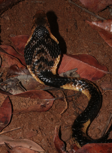 Forest Cobra