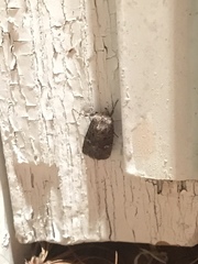 Eriopygini