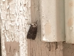 Eriopygini
