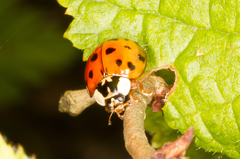 Harmonia axyridis