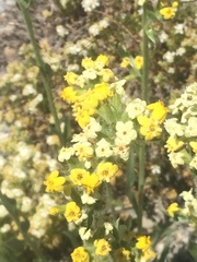 Oreocarya confertiflora