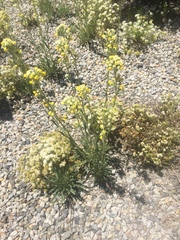 Oreocarya confertiflora