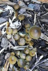 Psilocybe angulospora