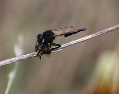 Promachus painteri