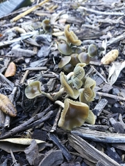 Psilocybe angulospora