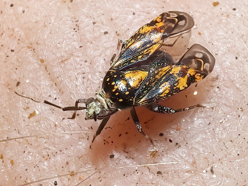 Lampethusa anatina