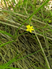 Hypoxis hirsuta
