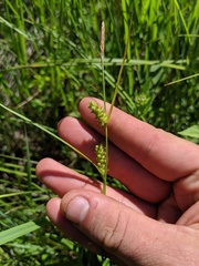 Carex conoidea
